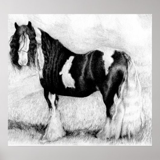 Gypsy Cob Horse Portret Poster (Voorkant)