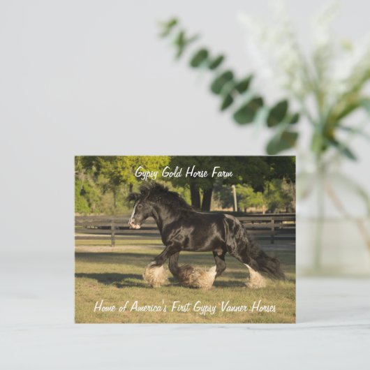 Gypsy Gold Gypsy Vanner briefkaart BB King (Staand voorkant)