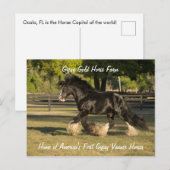 Gypsy Gold Gypsy Vanner briefkaart BB King (Voorkant / Achterkant)