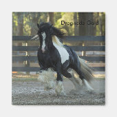 Gypsy Gold Gypsy Vanner Drogheda Gold magneet (Voorkant)