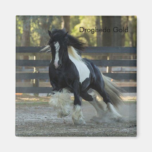 Gypsy Gold Gypsy Vanner Drogheda Gold magneet (Voorkant)