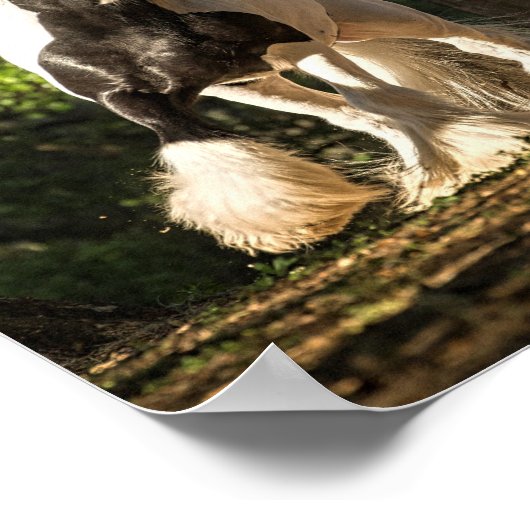 Gypsy Gold Gypsy Vanner King William poster (Hoek)