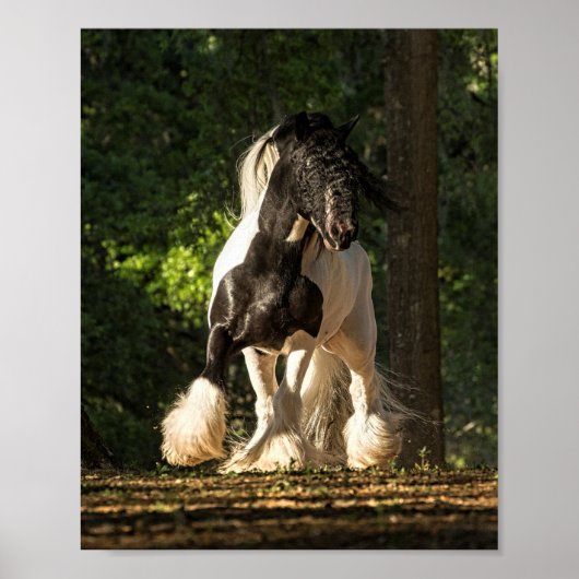 Gypsy Gold Gypsy Vanner King William poster (Voorkant)