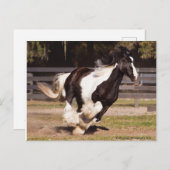 Gypsy Gold Gypsy Vanner Mare briefkaart (Voorkant / Achterkant)