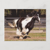 Gypsy Gold Gypsy Vanner Mare briefkaart (Voorkant)