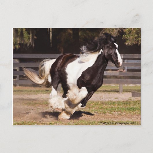 Gypsy Gold Gypsy Vanner Mare briefkaart (Voorkant)