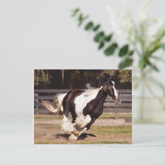 Gypsy Gold Gypsy Vanner Mare briefkaart (Staand voorkant)