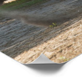 Gypsy Gold Gypsy Vanner-poster Poster (Hoek)