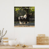 Gypsy Gold Gypsy Vanner-poster Poster (Keuken)
