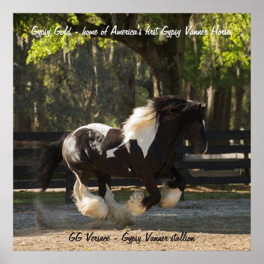 Gypsy Gold Gypsy Vanner-poster Poster (Voorkant)