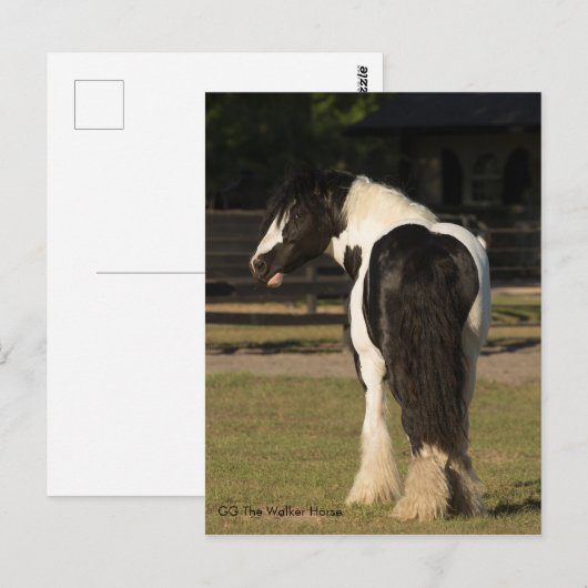 Gypsy Gypsy Vanner The Walker Horse briefkaart (Voorkant / Achterkant)