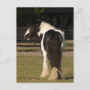 Gypsy Gypsy Vanner The Walker Horse briefkaart