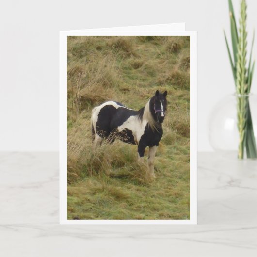 Gypsy pony stallion horse card kaart (Voorkant)
