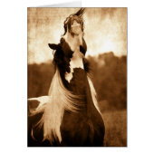 Gypsy Vanner (Voorkant)