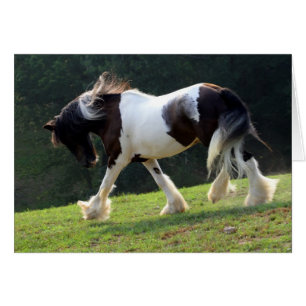 Gypsy Vanner
