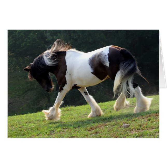 Gypsy Vanner (Voorkant Horizontaal)