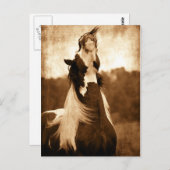 Gypsy Vanner Briefkaart (Voorkant / Achterkant)