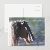 Gypsy Vanner Briefkaart (Voorkant / Achterkant)