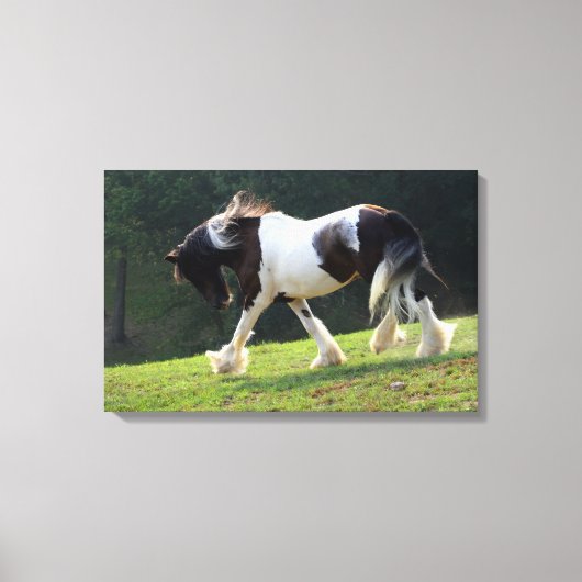 Gypsy Vanner Canvas Afdruk (Voorkant)