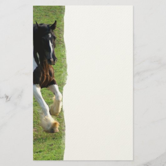 Gypsy Vanner Horse Briefpapier (Voorkant)