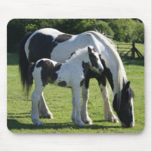 Gypsy Vanner Horse Mare en Foal