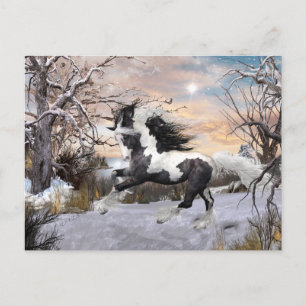 Gypsy Vanner Horse Post Card Briefkaart