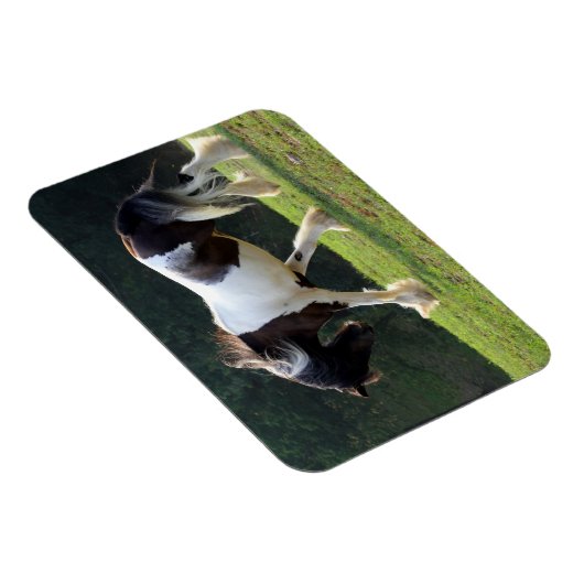 Gypsy Vanner Magneet (Rechterzijde)