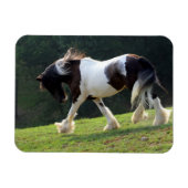 Gypsy Vanner Magneet (Horizontaal)