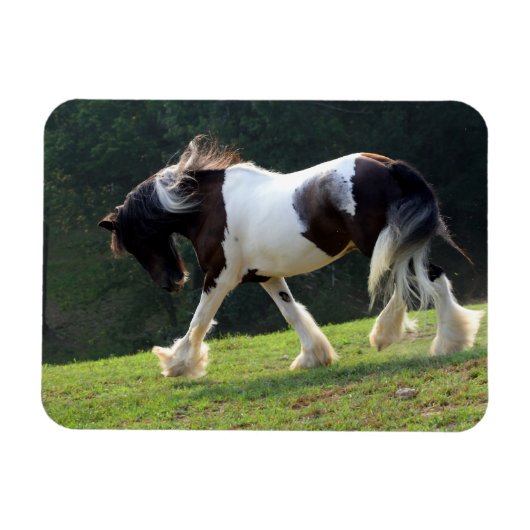 Gypsy Vanner Magneet (Horizontaal)