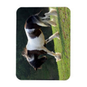 Gypsy Vanner Magneet (Verticaal)