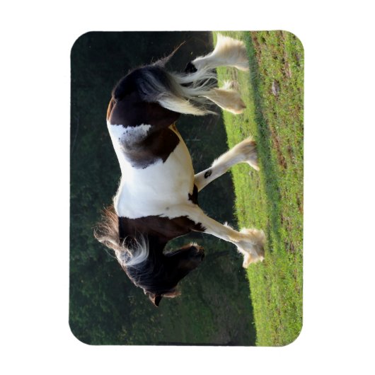 Gypsy Vanner Magneet (Verticaal)