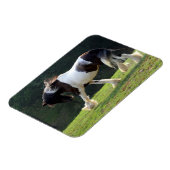 Gypsy Vanner Magneet (Linkerzijde)