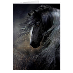 Gypsy Vanner Portret