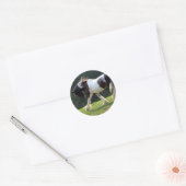 Gypsy Vanner Ronde Sticker (Envelop)