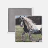 Gypsy vanner springt in het veld magneet (Voorkant / Achterkant)