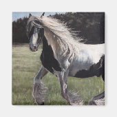 Gypsy vanner springt in het veld magneet (Voorkant)