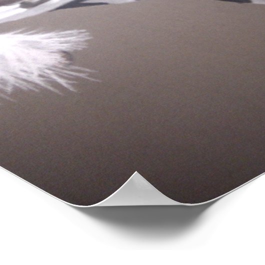 Gypsy vanner stallion (standaard) poster (Hoek)