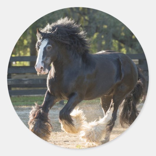 Gypsy Vanner stickers (Voorkant)