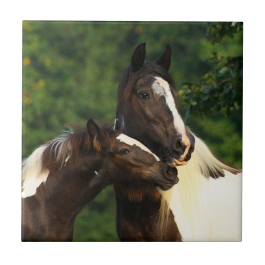 Gypsy Vanner Tegeltje (Voorkant)