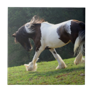 Gypsy Vanner Tegeltje