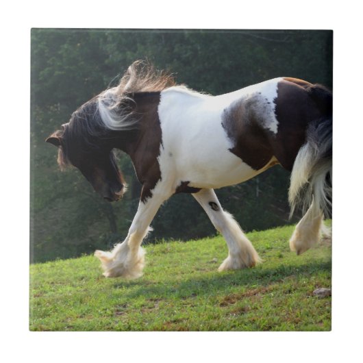Gypsy Vanner Tegeltje (Voorkant)
