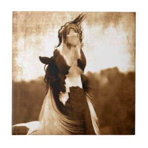 Gypsy Vanner Tegeltje