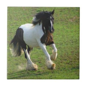 Gypsy Vanner Tegeltje