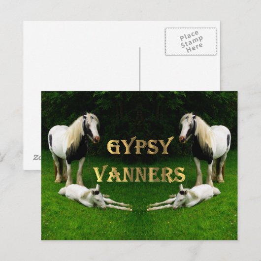 Gypsy Vanners Briefkaart (Voorkant / Achterkant)