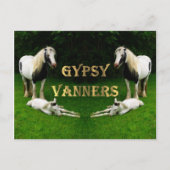 Gypsy Vanners Briefkaart (Voorkant)