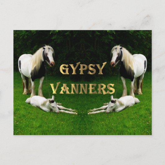 Gypsy Vanners Briefkaart (Voorkant)