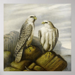 Gyr Falcons op een Rocky Ledge door Joseph Wolf Poster