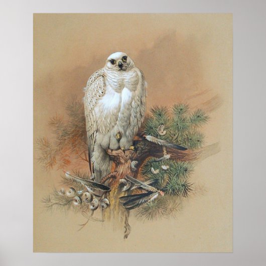 Gyrfalcon - 1861 poster (Voorkant)