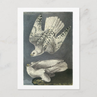 Gyrfalcon door Audubon Briefkaart