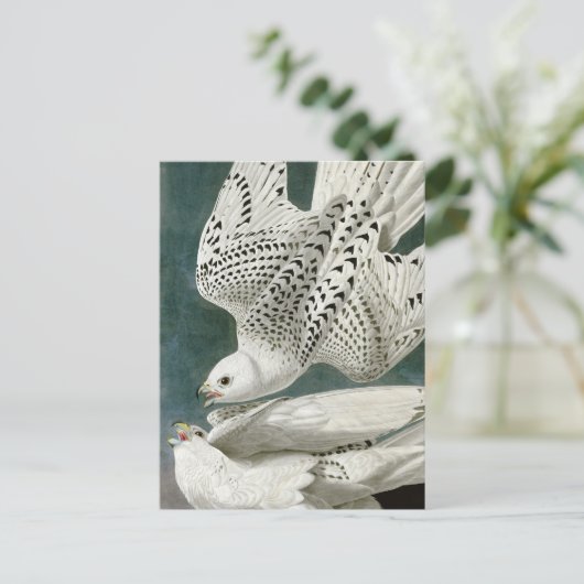 Gyrfalcon door John Audubon Briefkaart (Staand voorkant)